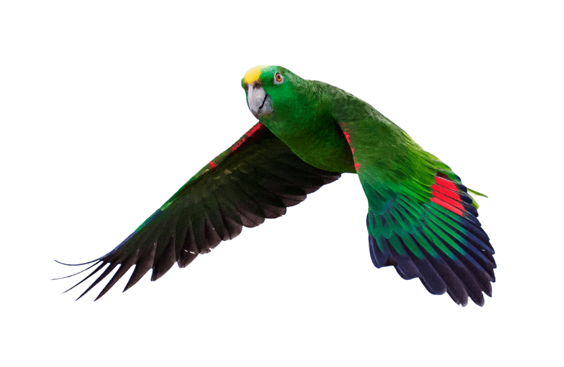 papagaio